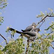 Western Plantain-eater