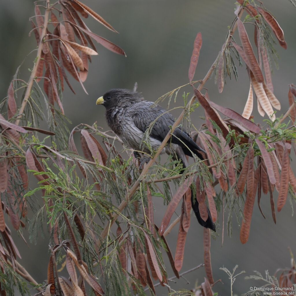 Touraco gris