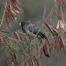 Touraco gris