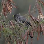 Touraco gris