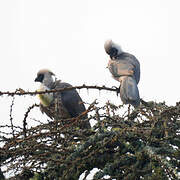 Bare-faced Go-away-bird