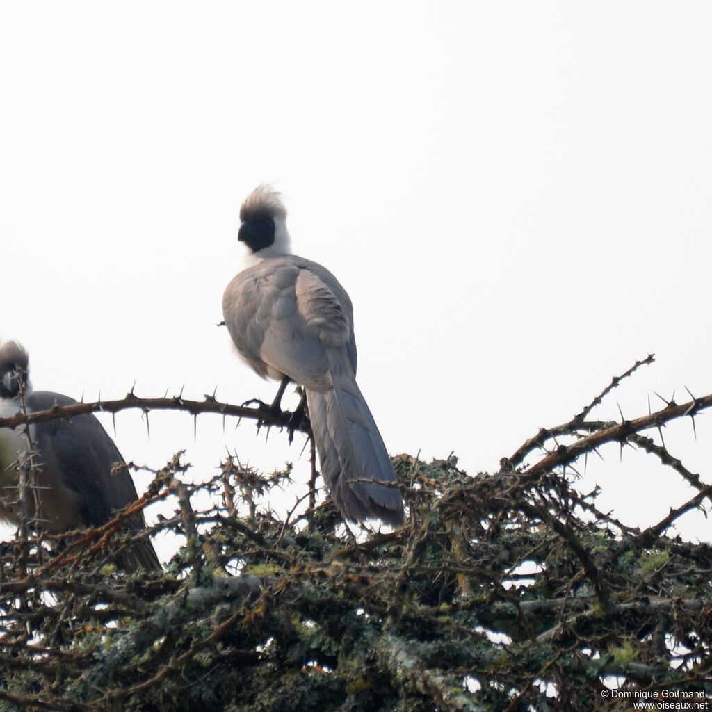 Bare-faced Go-away-birdadult, identification