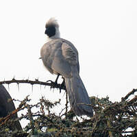 Touraco masqué