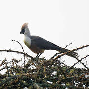 Bare-faced Go-away-bird