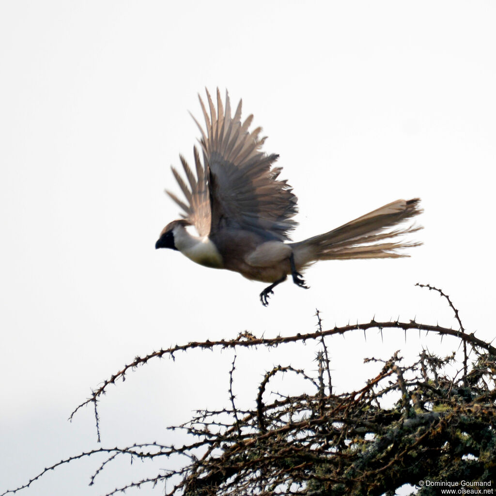 Bare-faced Go-away-birdadult, Flight