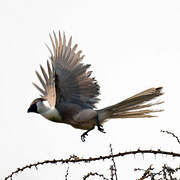 Bare-faced Go-away-bird