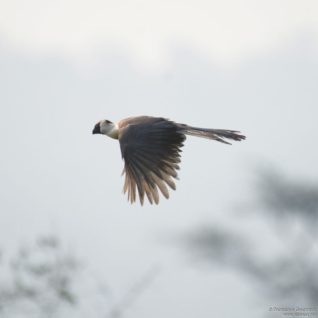 Bare-faced Go-away-birdadult, Flight