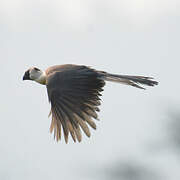 Bare-faced Go-away-bird