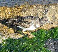 Ruddy Turnstone