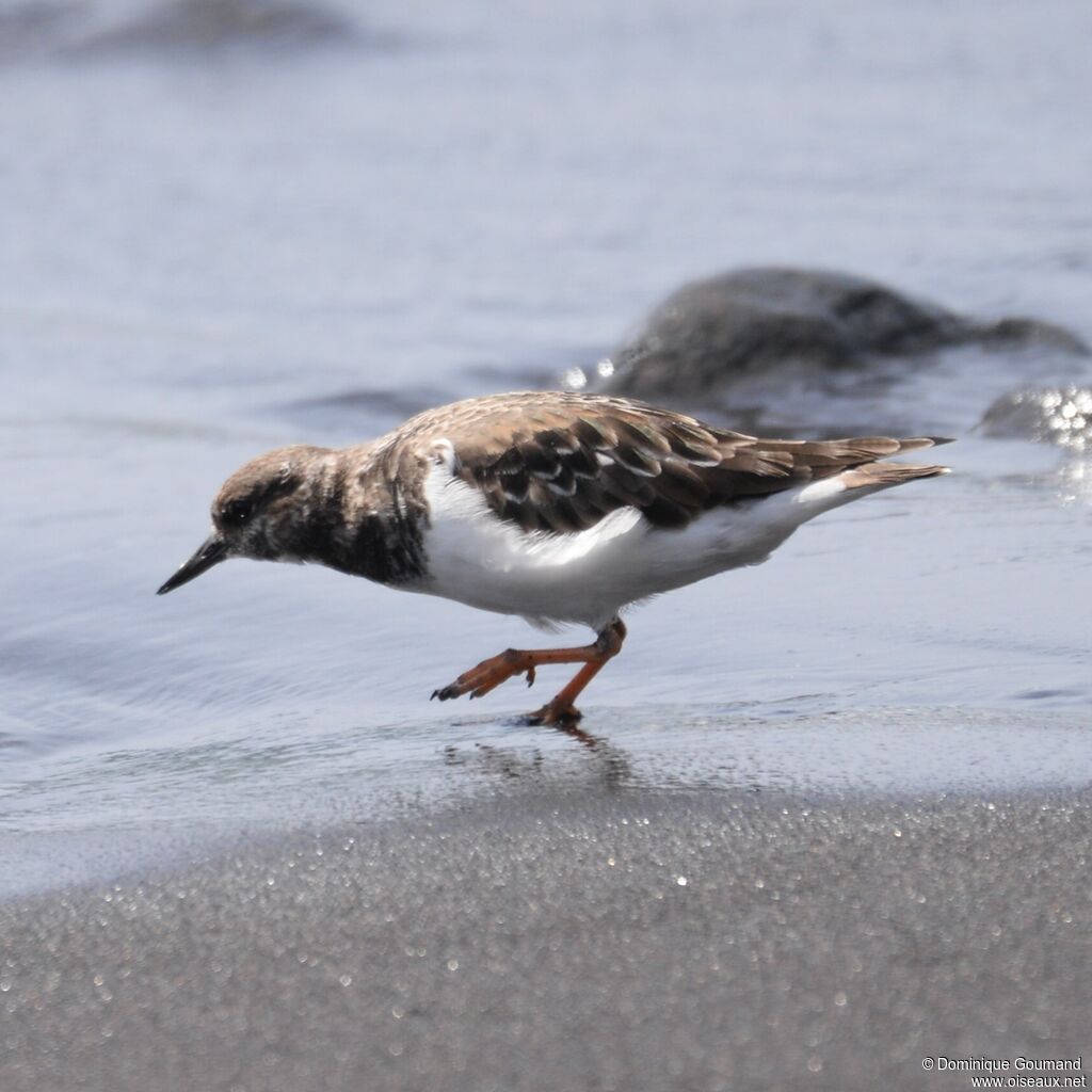 Ruddy Turnstonesubadult