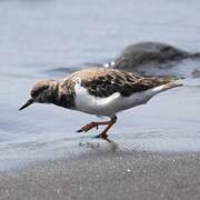 Ruddy Turnstone