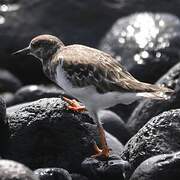 Ruddy Turnstone