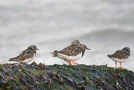 Ruddy Turnstone