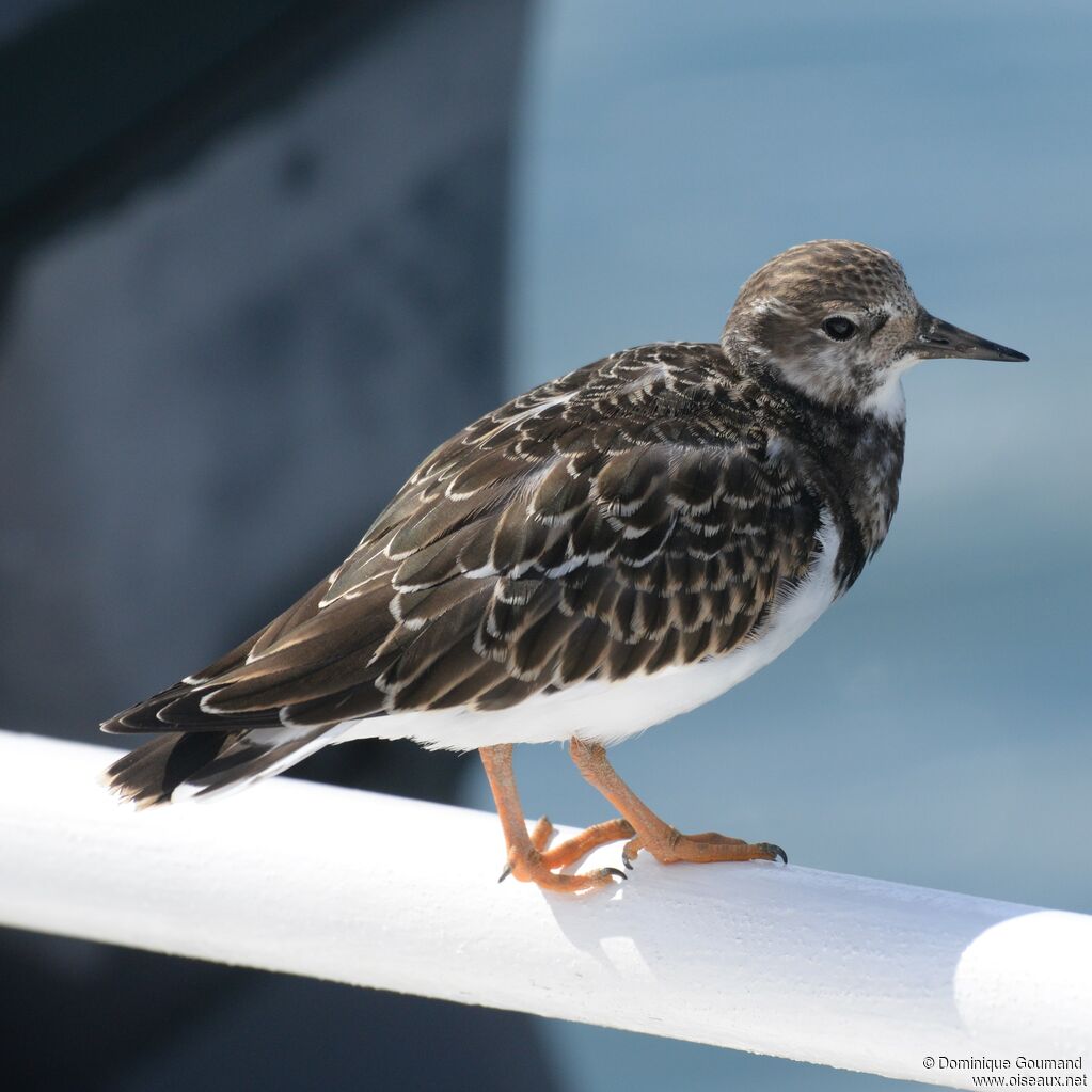 Ruddy Turnstone