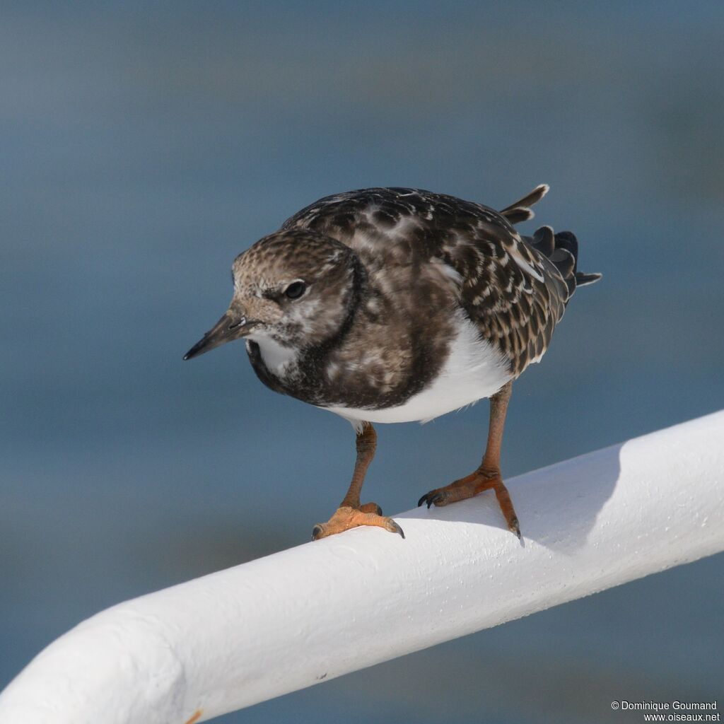 Ruddy Turnstone