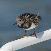 Ruddy Turnstone