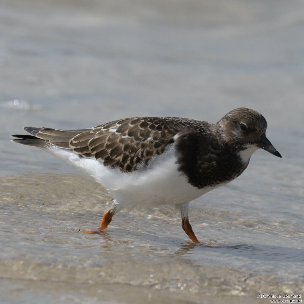 Ruddy Turnstone