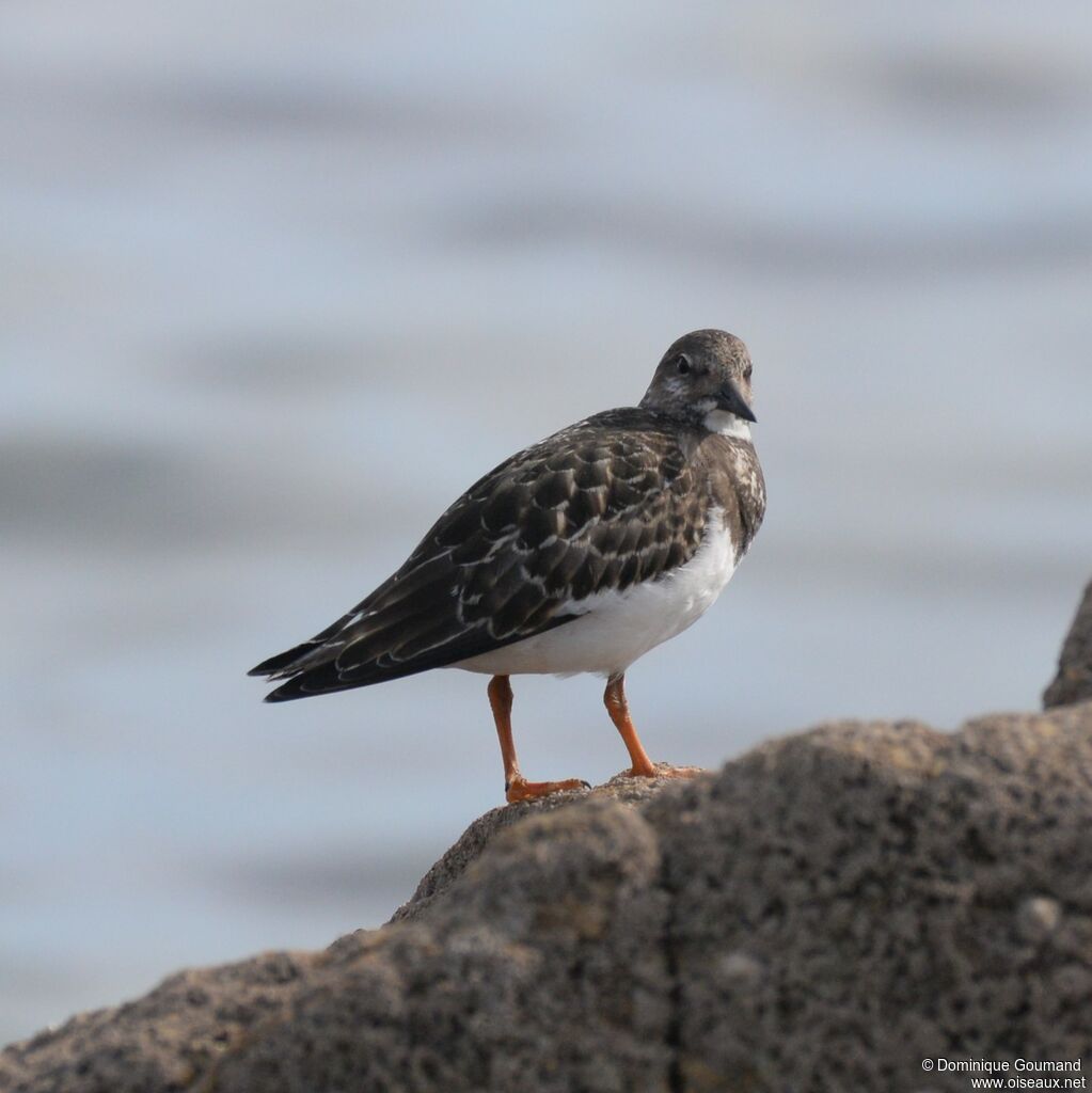 Ruddy Turnstone