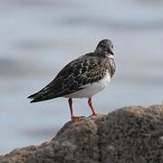 Ruddy Turnstone