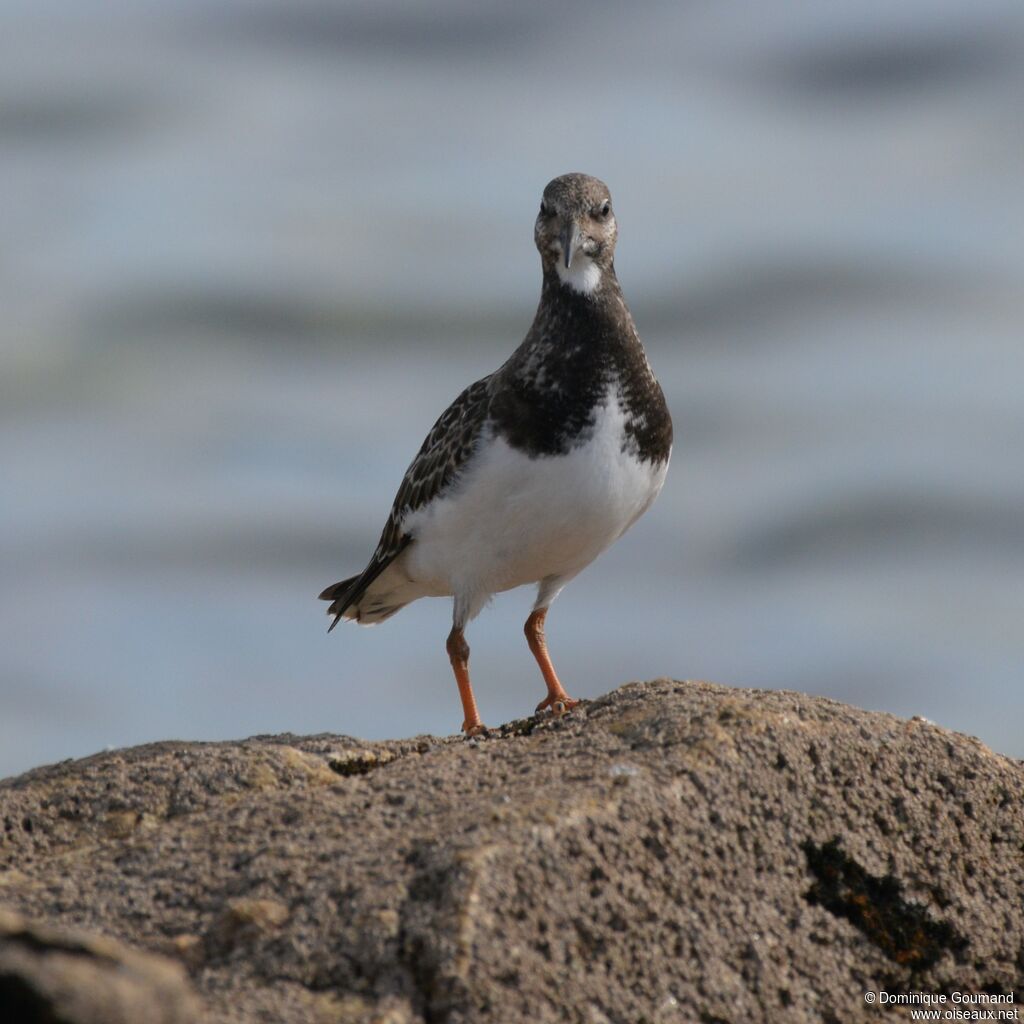 Ruddy Turnstone