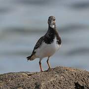 Ruddy Turnstone