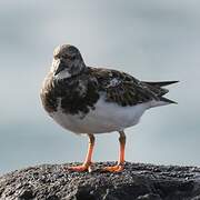 Ruddy Turnstone