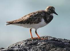 Ruddy Turnstone