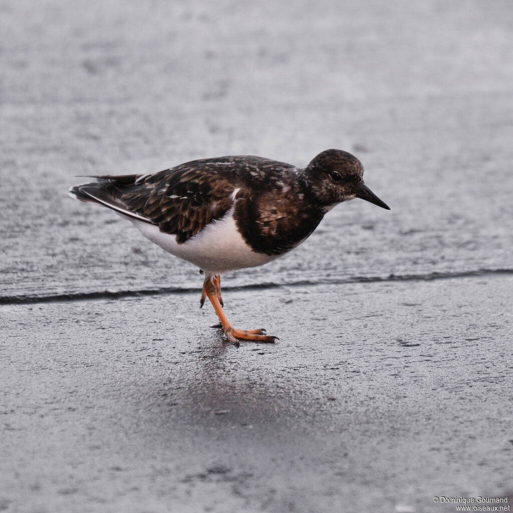 Ruddy Turnstoneadult post breeding