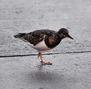 Ruddy Turnstone