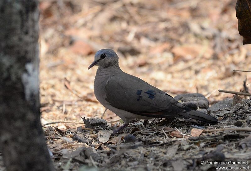 Blue-spotted Wood Dove