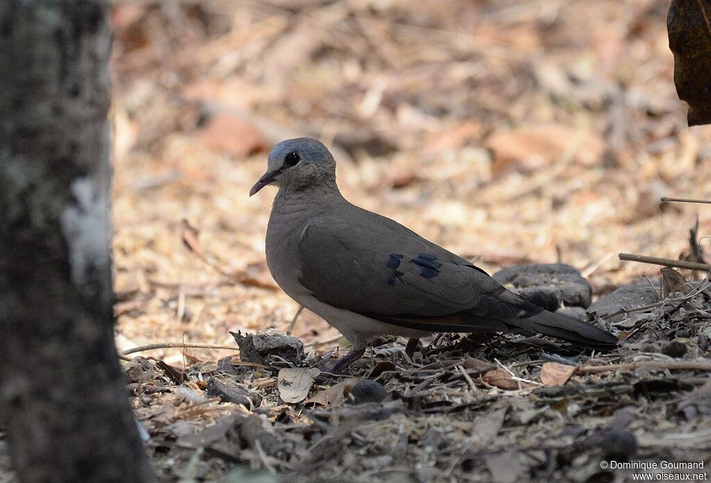 Blue-spotted Wood Dove