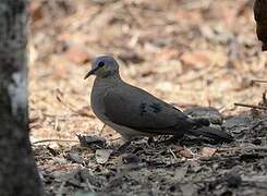 Blue-spotted Wood Dove