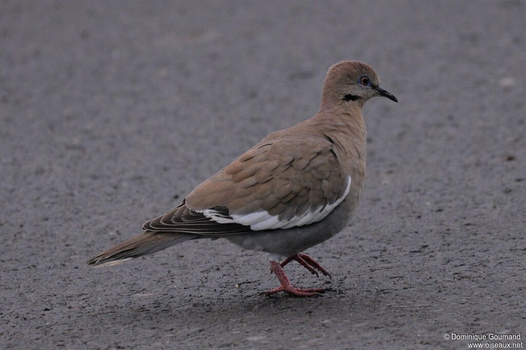 White-winged Doveadult