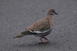 White-winged Dove