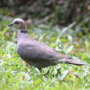 Red-eyed Dove