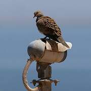 European Turtle Dove