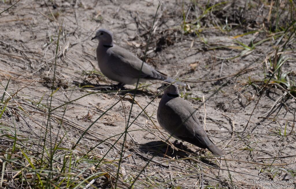 Ring-necked Dove