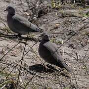 Ring-necked Dove