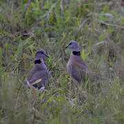 Ring-necked Dove
