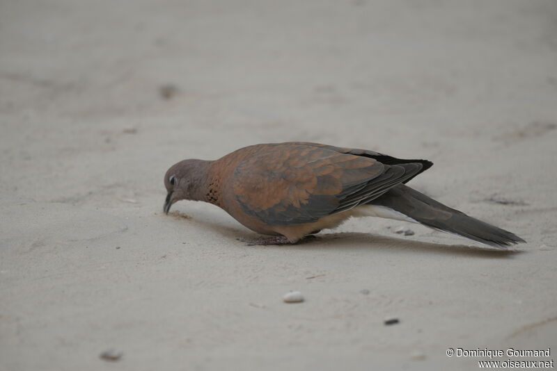 Laughing Dove male