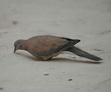 Laughing Dove