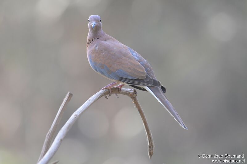 Laughing Dove male adult
