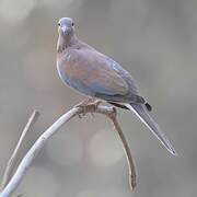 Laughing Dove