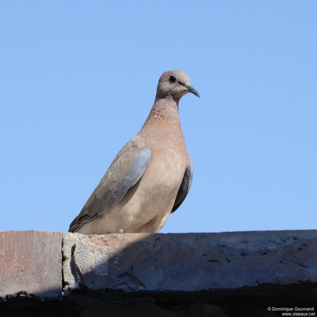 Laughing Dove