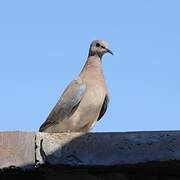 Laughing Dove