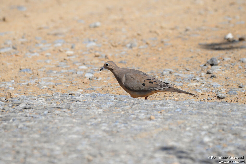 Tourterelle tristeadulte, identification