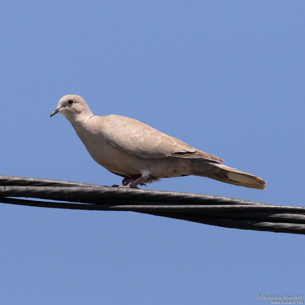 Eurasian Collared Dove