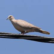 Eurasian Collared Dove