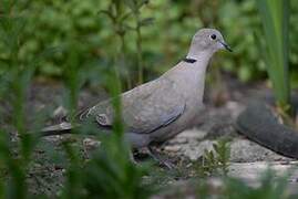 Eurasian Collared Dove