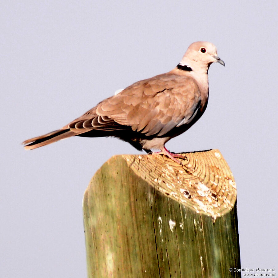 Eurasian Collared Doveadult